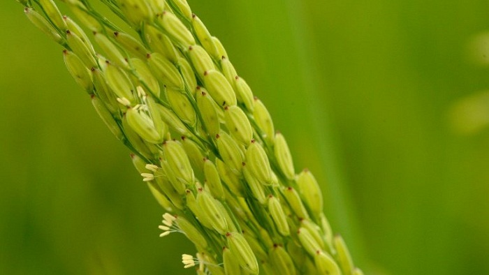 DNA rice breakthrough raises `green revolution` hopes
